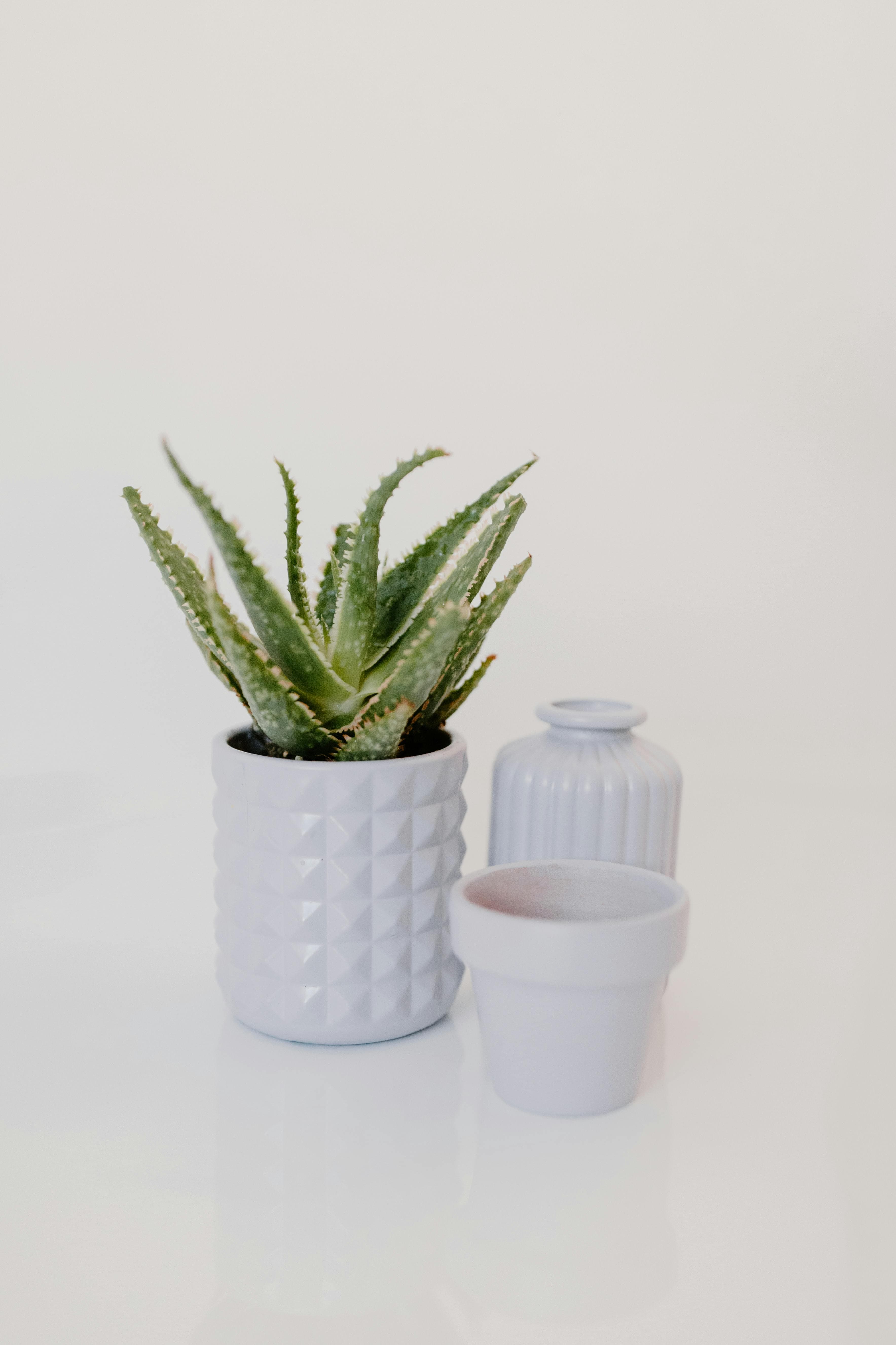 Young aloe in a white ceramic pot